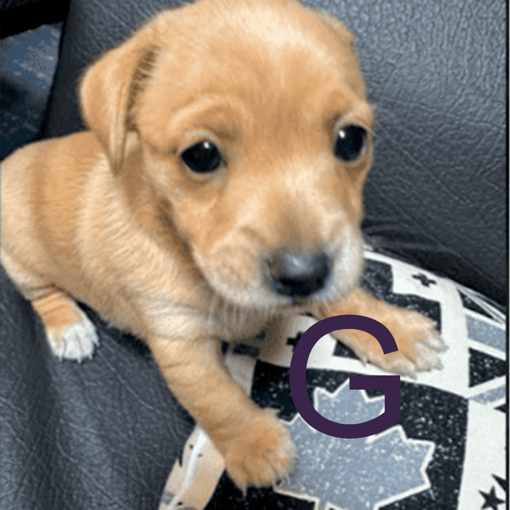 Doguinho